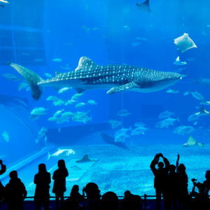 Mote Marine Aquarium